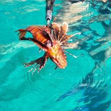 Koraalduivel bij Vathy