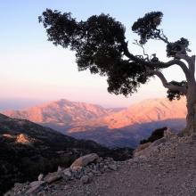 Stoere boom (halfweg Psiloritis)