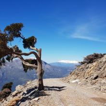 Lente 5 (halfweg Psiloritis)