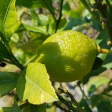 Lente 21 (eigen citroenkweek)