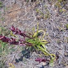 Lente 24 (eigen orchideeën)