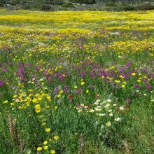 Lente 40 (bloemenzee 1)