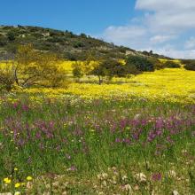 Lente 41 (bloemenzee 2)