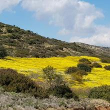 Lente 42 (bloemenzee 3)