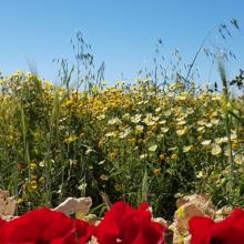 Lente 50 (bloemenpracht)