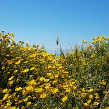 Lente 51 (bloemen én sneeuwbergen: Lefka Ori)