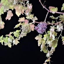 Wijnranken wit én rood (A. Galini)