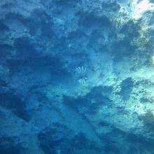 Dé ontdekking in augustus 15 meter diep onder water: een KORAALDUIVEL!