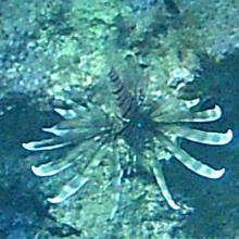 Koraalduivel close-up 2